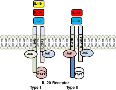 IL-19 and Other IL-20 Family Member Cytokines in Vascular Inflammatory Diseases